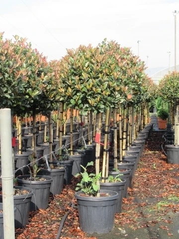 Glansmispel Op Stam (Photinia Fraseri 'Red Robin') 20 Glansmispel Op Stam (Photinia Fraseri 'Red Robin') - Afbeelding 18