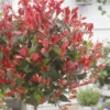 Glansmispel Op Stam (Photinia Fraseri 'Little Red Robin') -Goedkope Tuin Kunst Winkel photinia x fraseri little red robin01 2