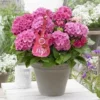Hortensia Pink Pop (Hydrangea 'Music Collection') 1 Hortensia Pink Pop (Hydrangea 'Music Collection') -Goedkope Tuin Kunst Winkel pink pop 2