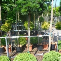 Den Op Stam (Pinus Nigra 'Brepo') -Goedkope Tuin Kunst Winkel pinus nigra brepo 130 150stam cont