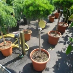 Den Op Stam (Pinus Nigra 'Brepo') -Goedkope Tuin Kunst Winkel pinus nigra brepo 60 80stam c20