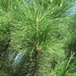 Oostenrijkse Den Als Boom (Pinus Nigra Nigra) -Goedkope Tuin Kunst Winkel pinus nigra nigra 3