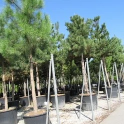 Oostenrijkse Den Als Boom (Pinus Nigra Nigra) -Goedkope Tuin Kunst Winkel pinus nigra nigra 4