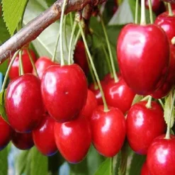 Kersenboom (Prunus Avium 'Hedelfinger Riesenkirsche') 15 Kersenboom (Prunus Avium 'Hedelfinger Riesenkirsche') -Goedkope Tuin Kunst Winkel prahries 3