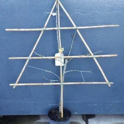 Lei-Pruim (Prunus Domestica 'Hauszwetsche') -Goedkope Tuin Kunst Winkel pruim lei 1 5