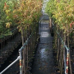 Goedkope Tuin Kunst Winkel -Goedkope Tuin Kunst Winkel prunus avium stam 1