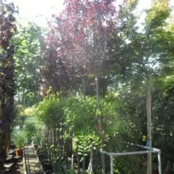 Rode Kerspruim Als Boom (Prunus Cerasifera 'Nigra') -Goedkope Tuin Kunst Winkel prunus cerasifera nigra 10 12 14ho cont