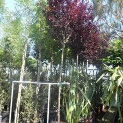 Rode Kerspruim Als Boom (Prunus Cerasifera 'Nigra') -Goedkope Tuin Kunst Winkel prunus cerasifera nigra 14 16 18ho cont