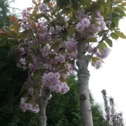Japanse Sierkers (Prunus Serrulata 'Kanzan') -Goedkope Tuin Kunst Winkel prunus kanzan 1