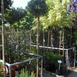 Laurierkers Op Stam (Prunus Laurocerasus 'Otto Luyken') -Goedkope Tuin Kunst Winkel prunus laurocerasus otto luyken 8 10 12ho cont