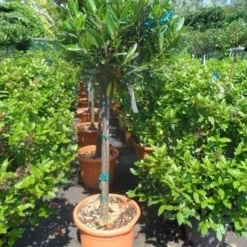 Laurierkers Op Stam (Prunus Laurocerasus 'Otto Luyken') -Goedkope Tuin Kunst Winkel prunus laurocerasus otto luyken 80stam c25
