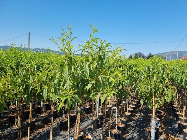 Perzik Als Halfstam (Prunus Persica 'Redhaven') 3 Perzik Als Halfstam (Prunus Persica 'Redhaven')