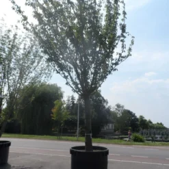 Japanse Sierkers (Prunus Serrulata 'Kanzan') -Goedkope Tuin Kunst Winkel prunus serrulata kanzan 90 100ho c1500