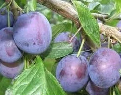 Pruimenboom (Prunus Domestica 'The Czar')