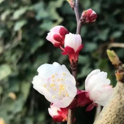 Abrikozenboom (Prunus Armeniaca) 12 Abrikozenboom (Prunus Armeniaca) -Goedkope Tuin Kunst Winkel prunusarmeniaca abrikoos