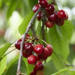 Kersenboom (Prunus Avium 'Meikers')