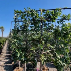 Steeneik Leirek Op Halfstam (Quercus Ilex) -Goedkope Tuin Kunst Winkel quercus ilex 100cm stam spaliera 3 1