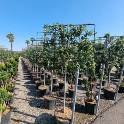 Steeneik Leirek Op Halfstam (Quercus Ilex) -Goedkope Tuin Kunst Winkel quercus ilex 100cm stam spaliera 4 1