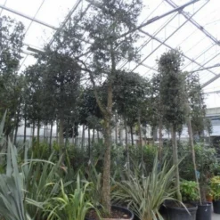 Kurkeik (Quercus Suber) 21 Kurkeik (Quercus Suber) -Goedkope Tuin Kunst Winkel quercus suber