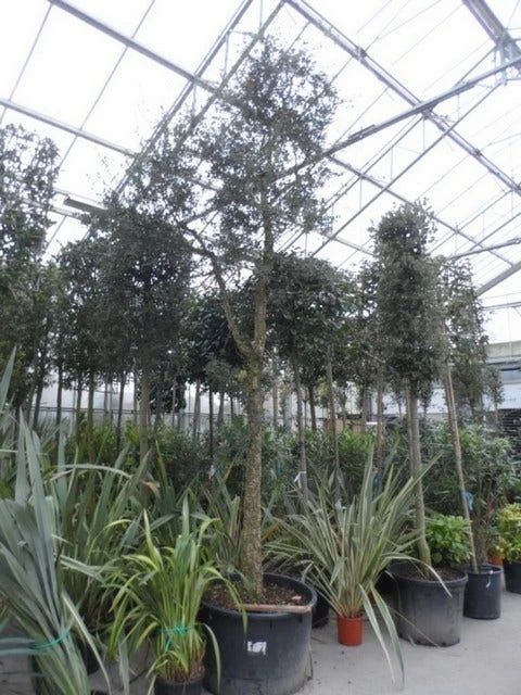 Kurkeik (Quercus Suber) 6 Kurkeik (Quercus Suber) - Afbeelding 5