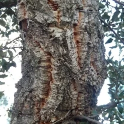 Kurkeik (Quercus Suber) 23 Kurkeik (Quercus Suber) -Goedkope Tuin Kunst Winkel quercus suber 2 2