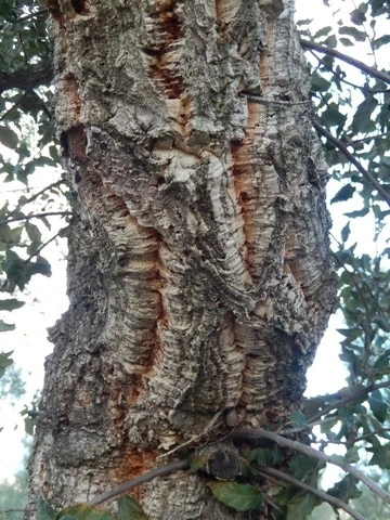 Kurkeik (Quercus Suber) 8 Kurkeik (Quercus Suber) - Afbeelding 7