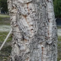 Kurkeik (Quercus Suber) 24 Kurkeik (Quercus Suber) -Goedkope Tuin Kunst Winkel quercus suber 3 2