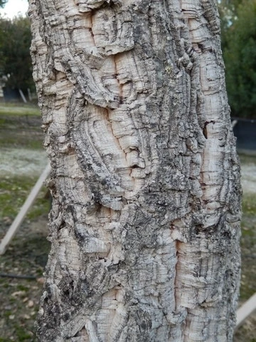 Kurkeik (Quercus Suber) 9 Kurkeik (Quercus Suber) - Afbeelding 8