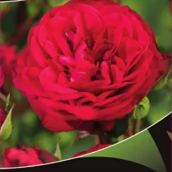 Stamroos (Rosa 'Red Meilove')