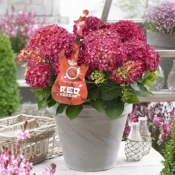 Hortensia Red Reggae (Hydrangea 'Music Collection')
