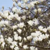 Beverboom (Magnolia Kobus) -Goedkope Tuin Kunst Winkel rera03974