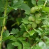 Groene Kruisbes Op Stam (Ribes Uva-crispa 'Hinnonmaki Grön') -Goedkope Tuin Kunst Winkel ribes uva crispa hinnonmaeki 3