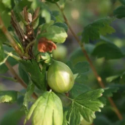 Groene Kruisbes Op Stam (Ribes Uva-crispa 'Hinnonmaki Grön') -Goedkope Tuin Kunst Winkel ribes uva crispa hinnonmaki gr n lage res