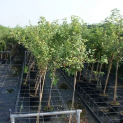 Groene Kruisbes Op Stam (Ribes Uva-crispa 'Hinnonmaki Grön') -Goedkope Tuin Kunst Winkel ribes uva crispa hinnonmaki gr n stam lage res