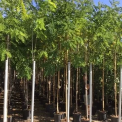 Acacia (Robinia Margaretta 'Casque Rouge') 15 Acacia (Robinia Margaretta 'Casque Rouge') -Goedkope Tuin Kunst Winkel robinia caque rouge 8 10