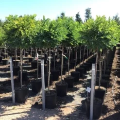 Bolacacia Op Stam (Robinia Pseudoacacia 'Umbraculifera') 7 Bolacacia Op Stam (Robinia Pseudoacacia 'Umbraculifera') -Goedkope Tuin Kunst Winkel robinia ps umbraculifera halfstam