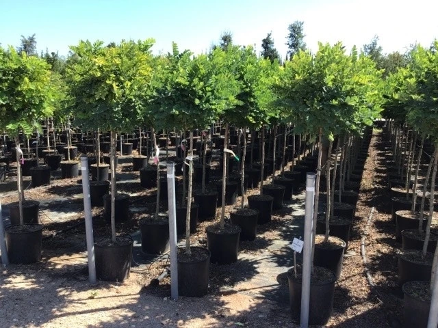 Bolacacia Op Stam (Robinia Pseudoacacia 'Umbraculifera') 5 Bolacacia Op Stam (Robinia Pseudoacacia 'Umbraculifera') - Afbeelding 3