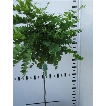 Bolacacia Op Stam (Robinia Pseudoacacia 'Umbraculifera') 4 Bolacacia Op Stam (Robinia Pseudoacacia 'Umbraculifera') - Afbeelding 2