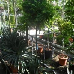 Bolacacia Op Stam (Robinia Pseudoacacia 'Umbraculifera')