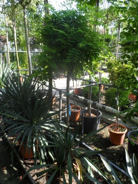 Bolacacia Op Stam (Robinia Pseudoacacia 'Umbraculifera') 3 Bolacacia Op Stam (Robinia Pseudoacacia 'Umbraculifera')