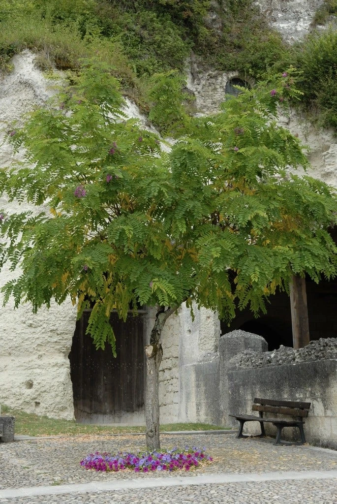 Acacia (Robinia Margaretta 'Casque Rouge') 3 Acacia (Robinia Margaretta 'Casque Rouge')