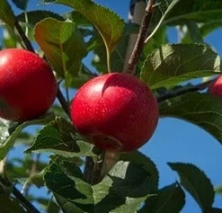 Appelboom (Malus Domestica 'Rosette')