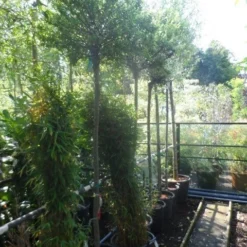 Wilg Op Stam (Salix Integra 'Hakuro-nishiki') -Goedkope Tuin Kunst Winkel salix integra hakuro nishiki 180stam c50 12 14