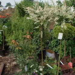Wilg Op Stam (Salix Integra 'Hakuro-nishiki') -Goedkope Tuin Kunst Winkel salix integra hakuro nishiki 1
