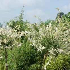 Wilg Op Stam (Salix Integra 'Hakuro-nishiki') -Goedkope Tuin Kunst Winkel salix integra hakuro nishiki 3