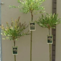 Wilg Op Stam (Salix Integra 'Hakuro-nishiki') -Goedkope Tuin Kunst Winkel salix nishiki stam 80 100 120
