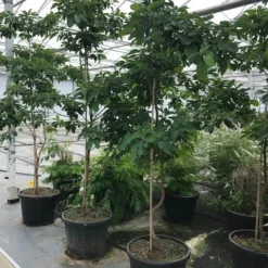 Sassafras (Sassafras Albidum) 13 Sassafras (Sassafras Albidum) -Goedkope Tuin Kunst Winkel sassafras