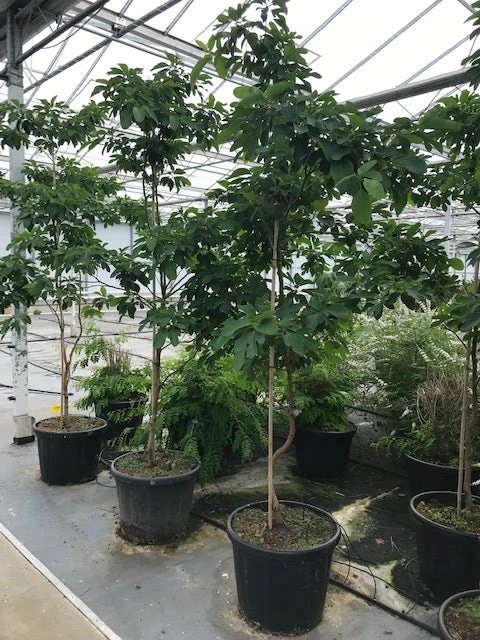 Sassafras (Sassafras Albidum) 8 Sassafras (Sassafras Albidum) - Afbeelding 6