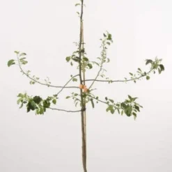 Appelboom (Malus Domestica 'Schone Van Boskoop') -Goedkope Tuin Kunst Winkel schone van b