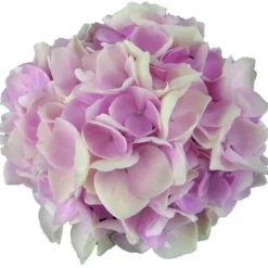 Hortensia Soft Pink Salsa (Hydrangea 'Music Collection') 10 Hortensia Soft Pink Salsa (Hydrangea 'Music Collection') -Goedkope Tuin Kunst Winkel soft pink salsa